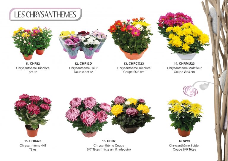 catalogue toussaintpage 3 et 43
